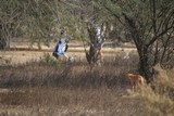 ? & fauna